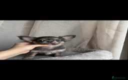 Chihuahua dogs for sale: READY TO GO TINY LONGHAIR CHIHUAHUA  - Image 9