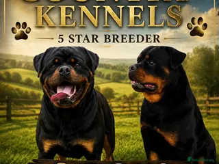 Rottweiler dogs 🏆🐾 5STAR BREEDERS🐾🏆KC REG READY FRIDAY 3BOYS💙 - Advert 2