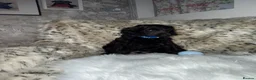 Standard Poodle dogs for sale: Starri’ PupStars   - standard poodle  - Advert 11