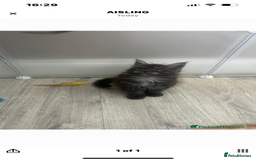 Ragcoon cats for sale: ⭐️RAGCOON FEMALE ⭐️ READY NOW - Image 6