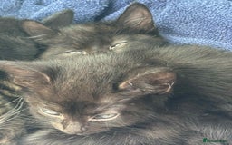 Mixed Breed cats for sale: 3 Black Male and 3 Black Female  - Image 16