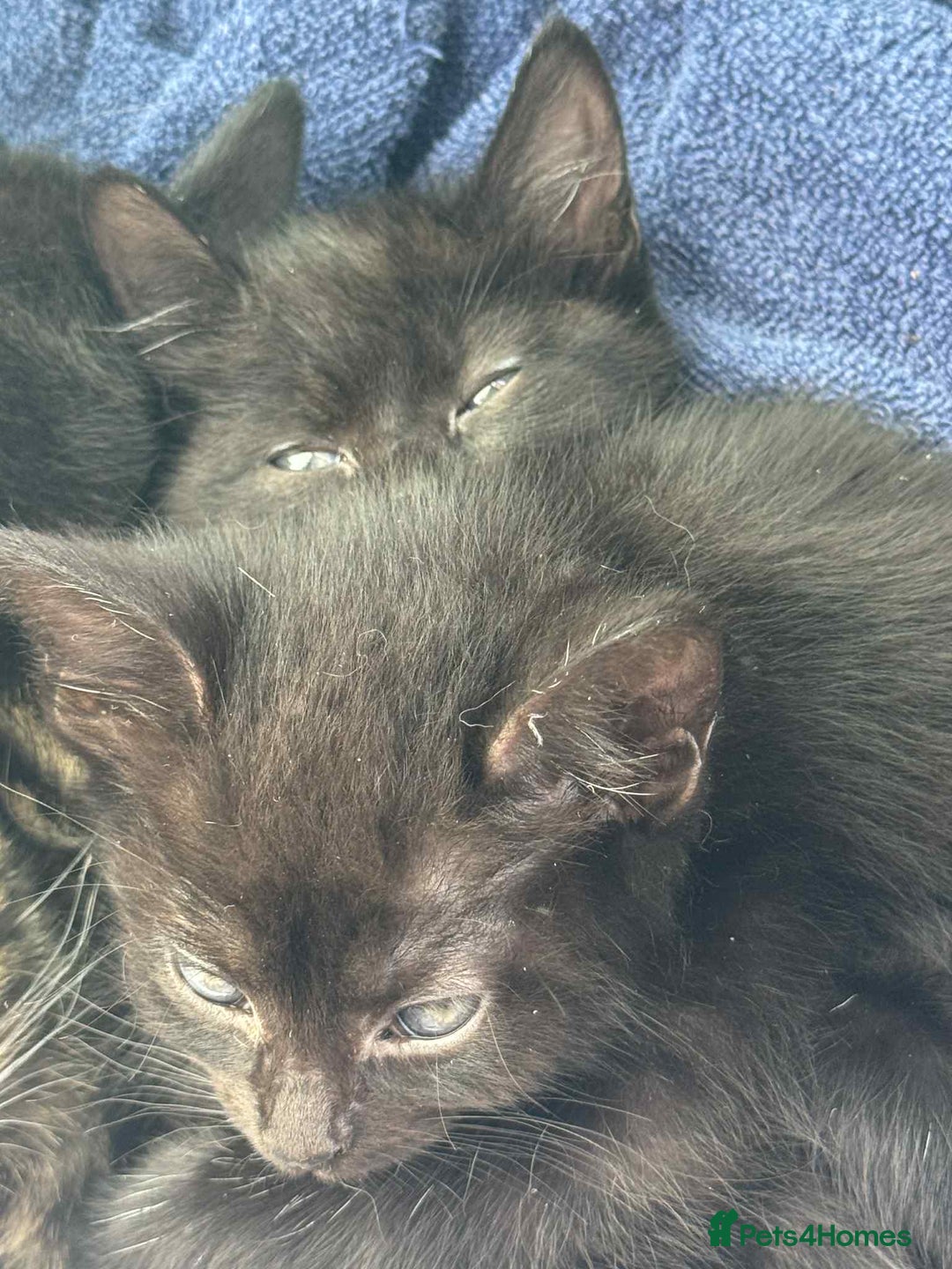 Mixed Breed cats for sale: 3 Black Male and 3 Black Female  - Image 16