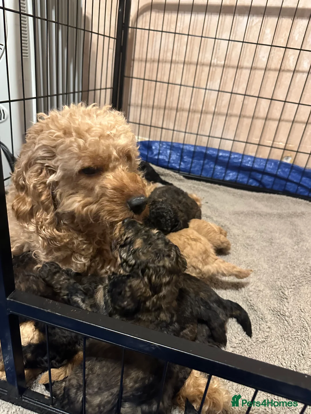 Mixed Breed dogs for sale: Cavapoo puppies  - Advert 5