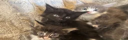 Mixed Breed cats for sale: Maine coon cross ragdoll kittens  - Advert 25
