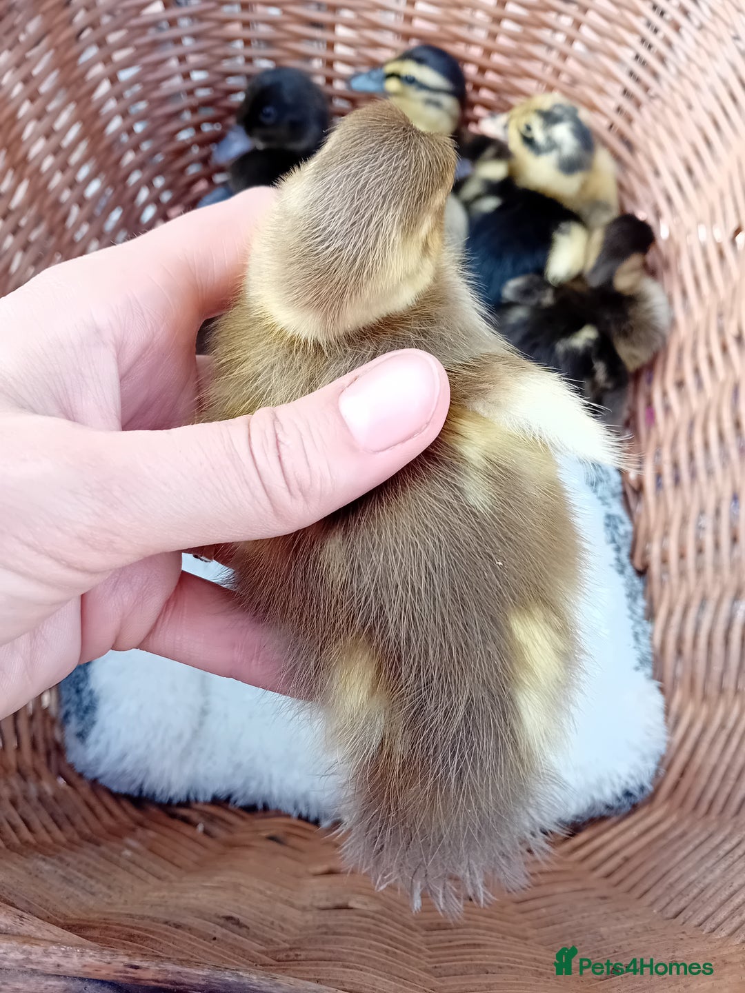 Ducks poultry for sale: Mixed Color Indian Runner Ducklings - Image 25