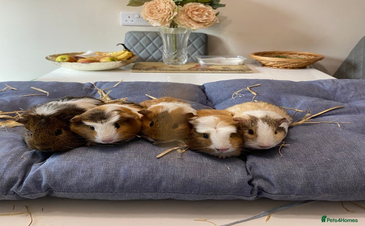 Guinea Pig rodents - Advert 2