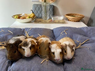 Guinea Pig rodents - Advert 20