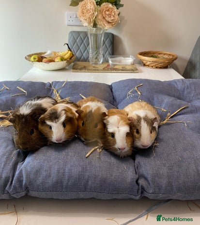 Guinea Pig rodents - Advert 4