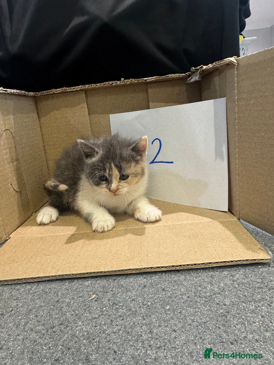 Mixed Breed cats for sale: British shorthair mix kittens  - Advert 3