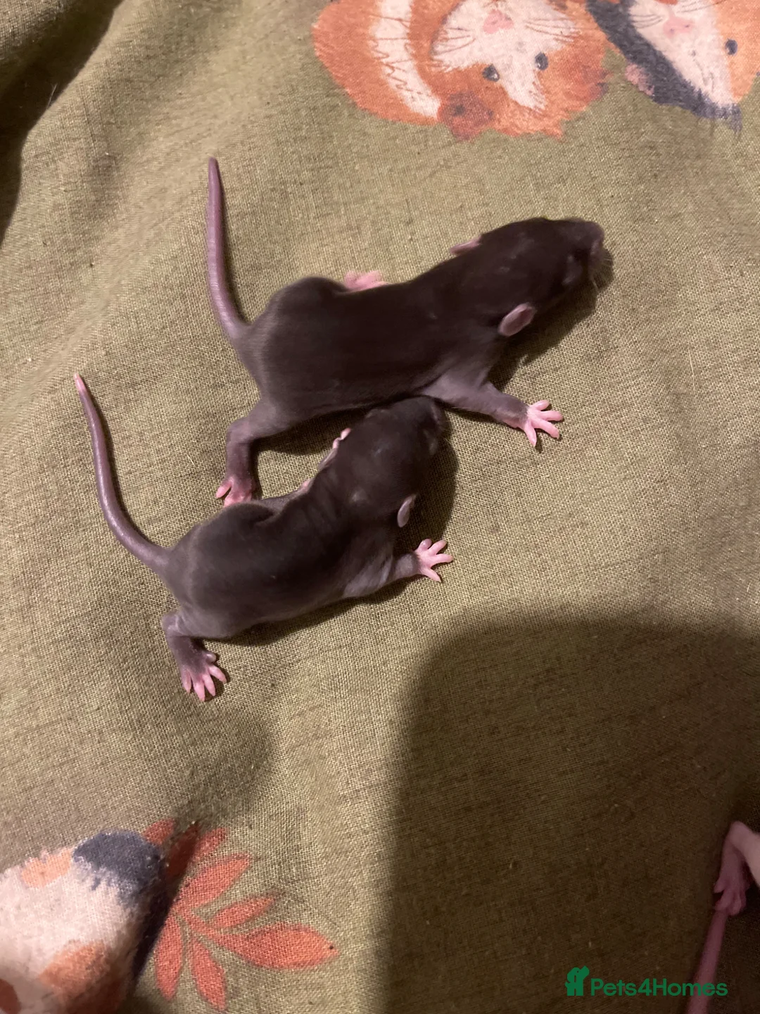Rat rodents for sale: Baby rats looking for 5* forever homes  - Advert 5