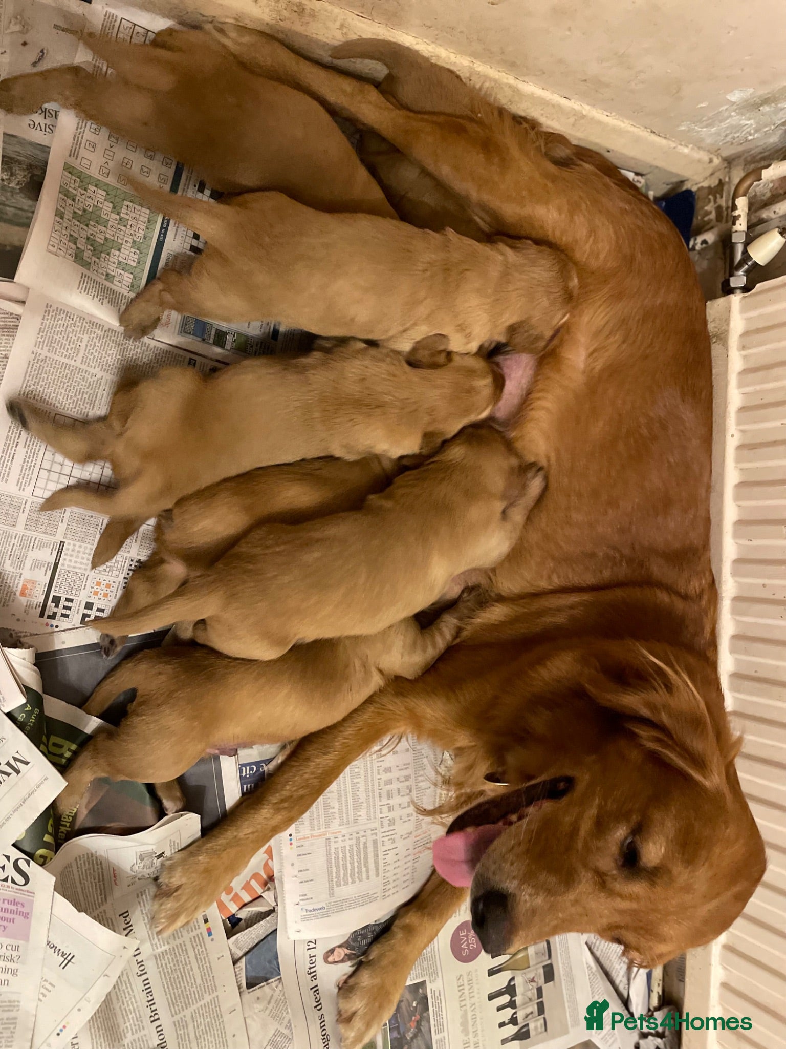Golden Retriever dogs Two boys one girl  - Advert 1