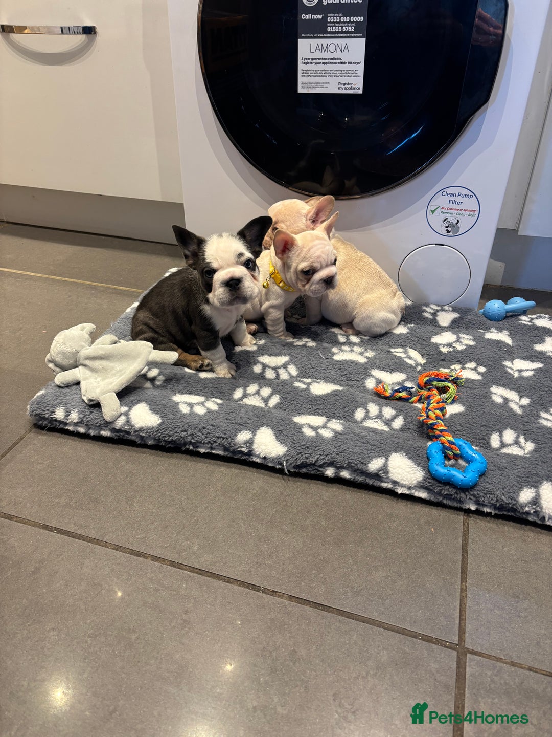 French Bulldog dogs for sale:  French bulldogs  - Advert 36