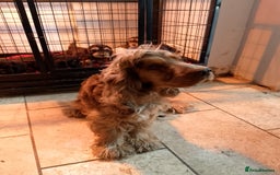 Cockapoo dogs for sale: F1 Chocolate Choc/Tan and Gold Cockapoo Puppies - Image 18