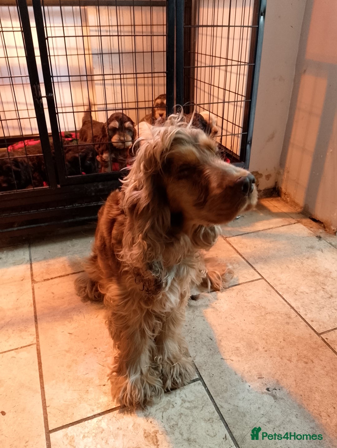 Cockapoo dogs for sale: F1 Chocolate Choc/Tan and Gold Cockapoo Puppies - Image 18