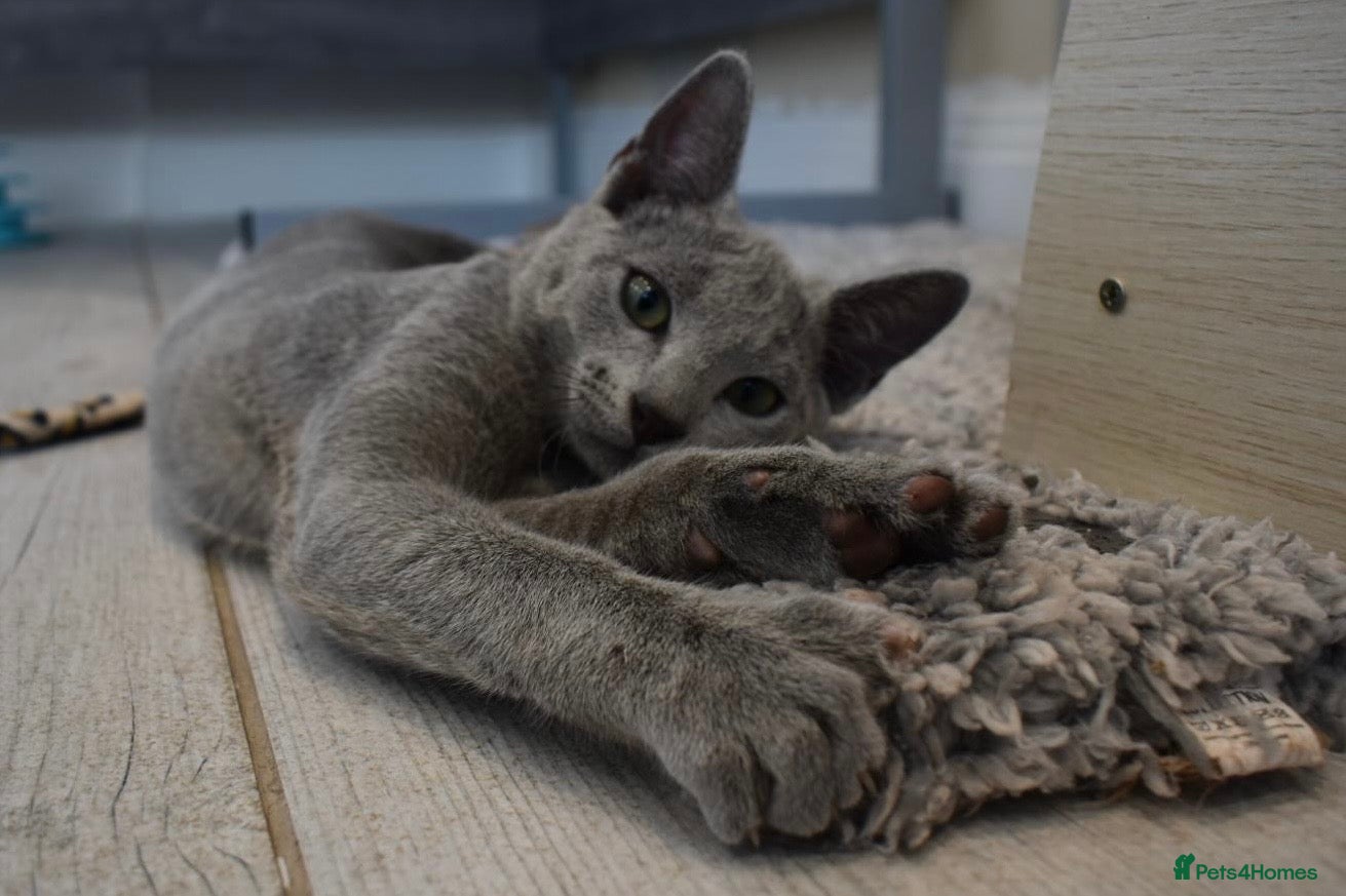 Russian Blue cats Beautiful Russian Blue Kittens – Ready Now - Advert 1