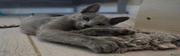 Russian Blue cats for sale: Beautiful Russian Blue Kittens – Ready Now in Amersham - Advert 1