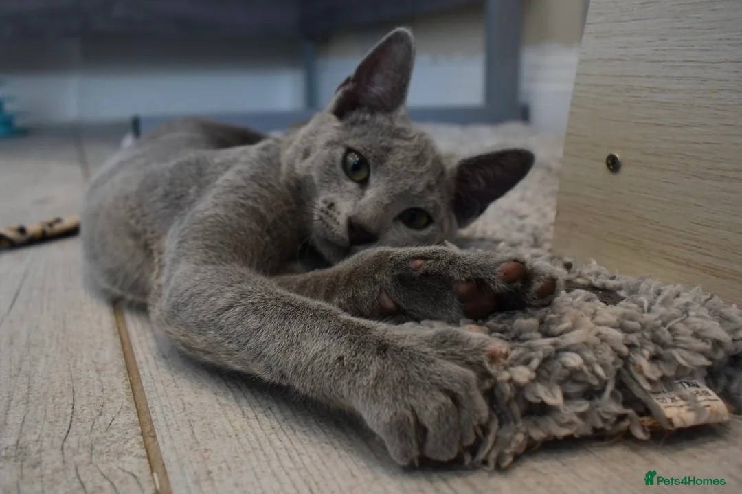 Russian Blue cats for sale: Beautiful Russian Blue Kittens – Ready Now in Amersham - Advert 1