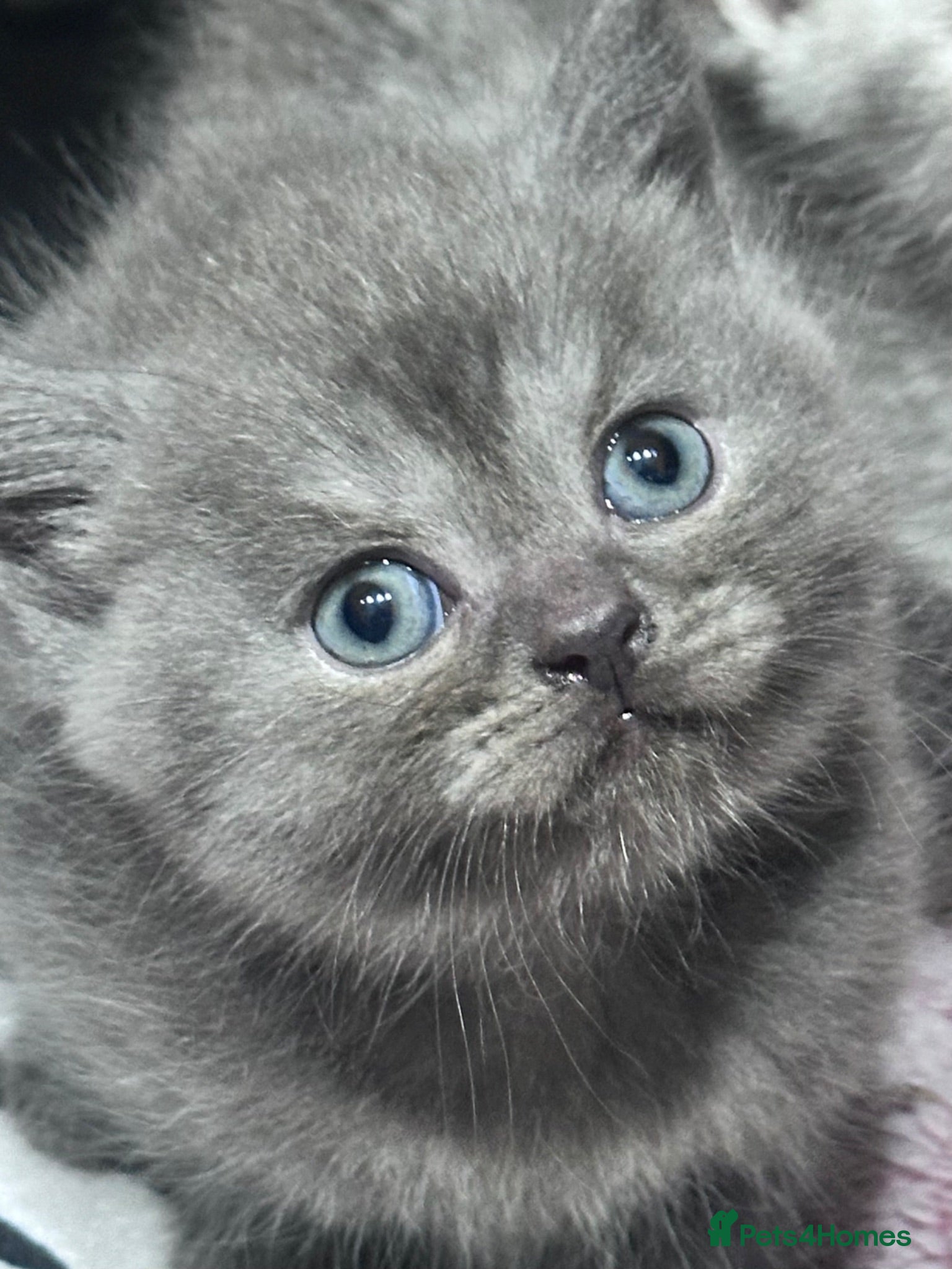 British Shorthair cats Gorgeous Pedigree British Shorthair Kittens  - Advert 1