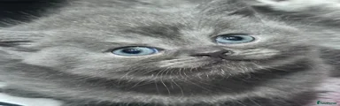 British Shorthair 2