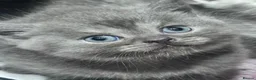 British Shorthair cats for sale: Gorgeous Pedigree British Shorthair Kittens  in Oldham - Advert 1