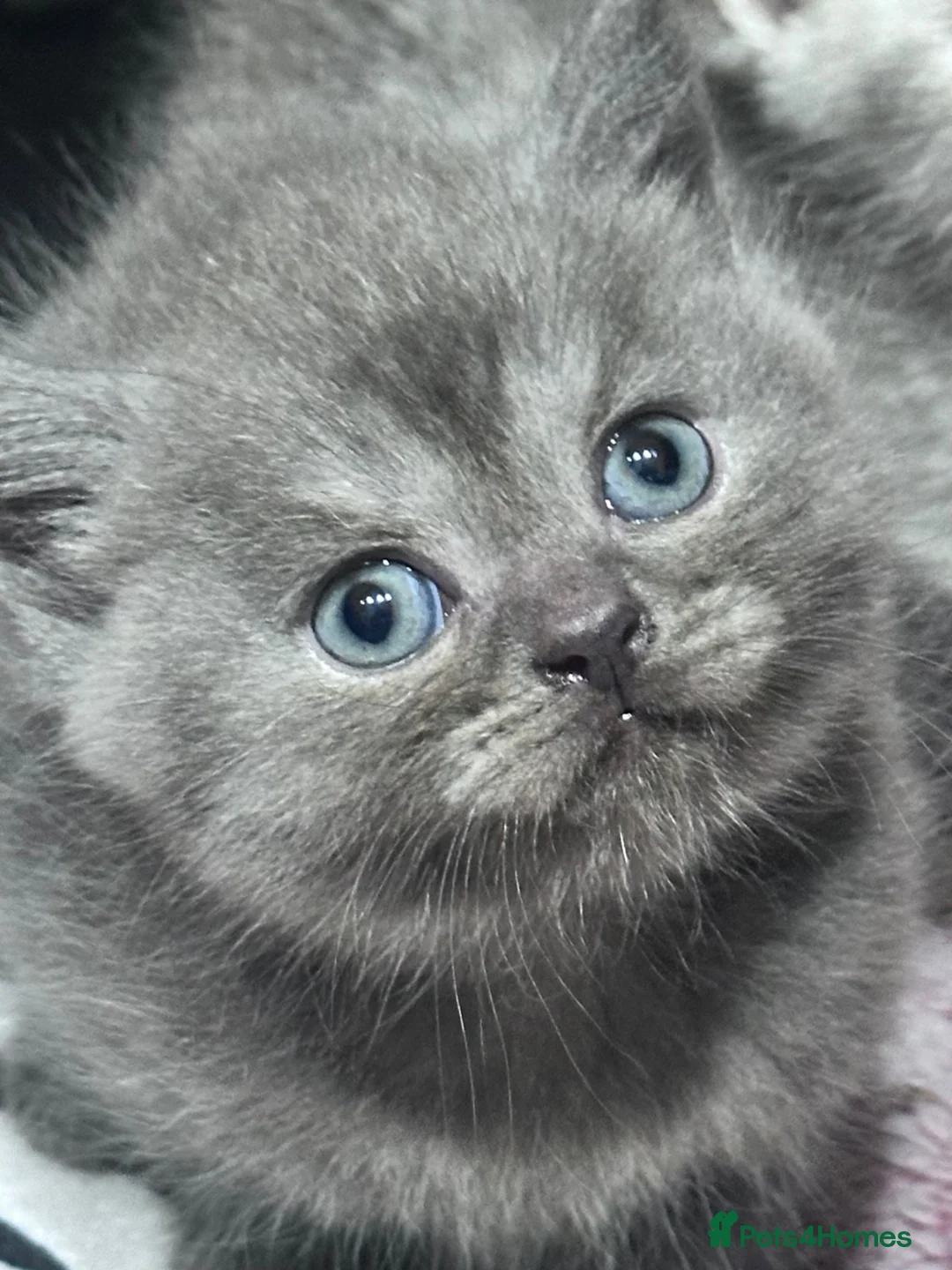 British Shorthair cats for sale: Gorgeous Pedigree British Shorthair Kittens  in Oldham - Advert 1