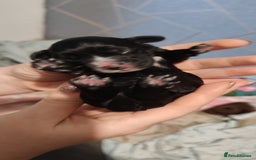 Sprocker dogs for sale: Beautiful sprocker puppies - Image 12