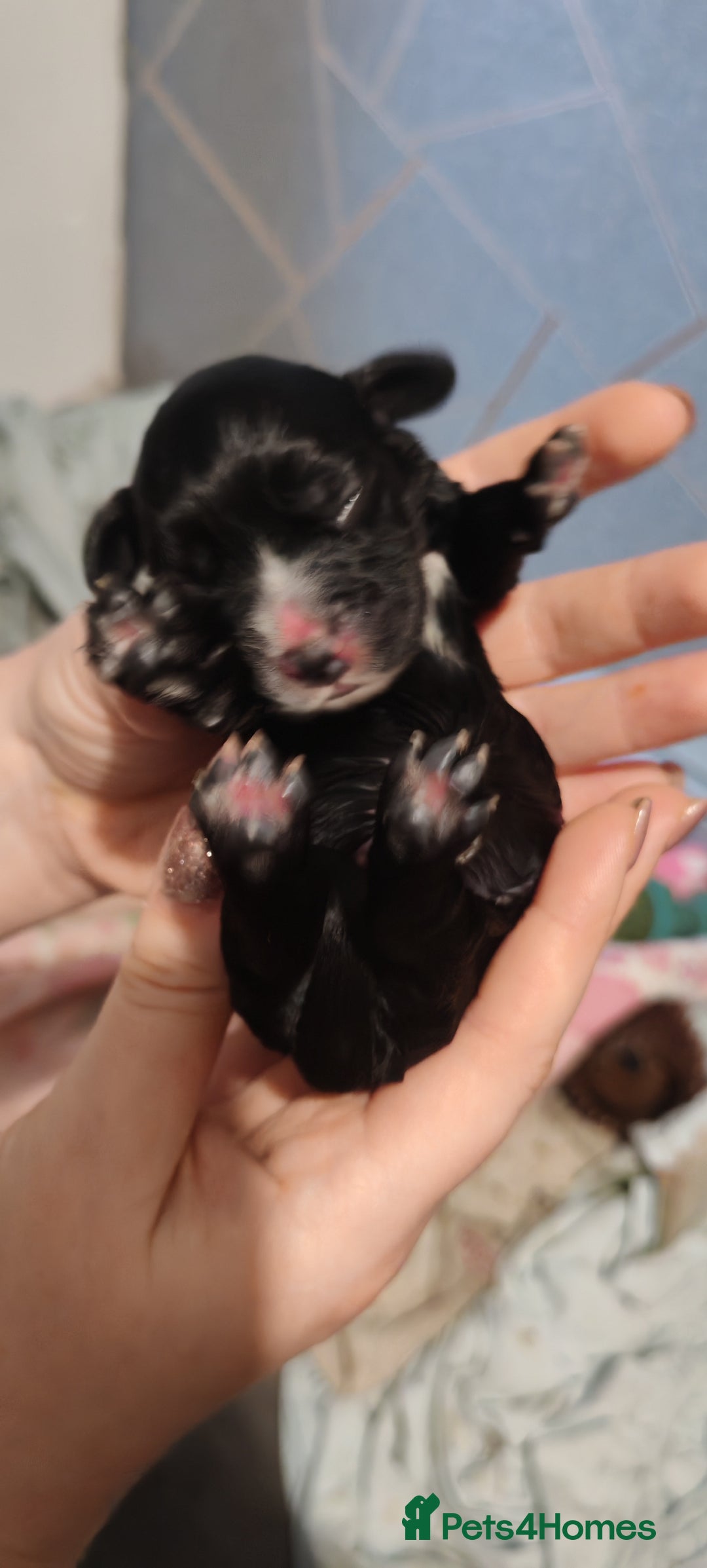 Sprocker dogs for sale: Beautiful sprocker puppies - Image 12