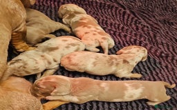 Dachshund dogs for sale: Isabella Dapple Dachshund Puppies - Advert 27