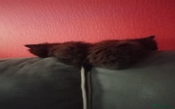 Mixed Breed cats for sale: 4 brown fully tabby kittens  - Image 4