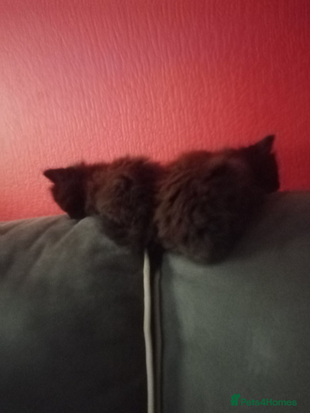Mixed Breed cats for sale: 4 brown fully tabby kittens  - Image 4
