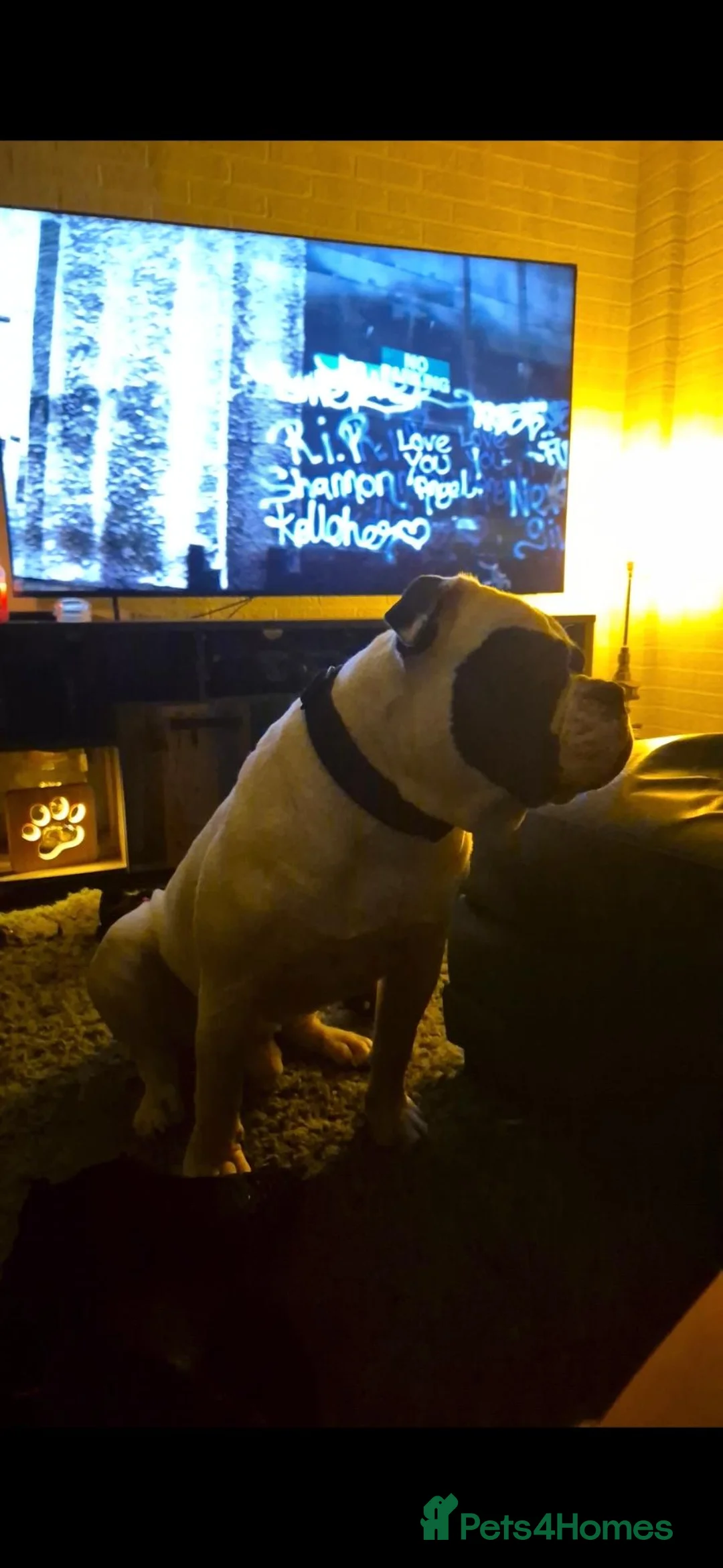 American Bulldog dogs for sale: Johnsons american bulldog 3 years old - Advert 5