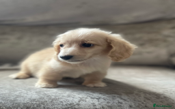 Dachshund dogs for sale: cream KC long haired miniature dachshunds for sale - Image 18