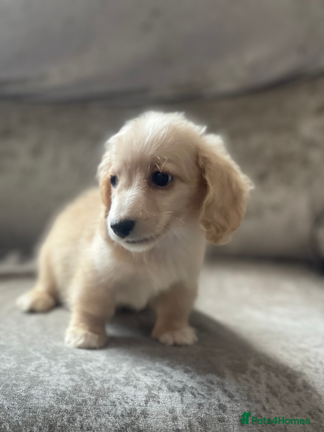 Dachshund dogs for sale: cream KC long haired miniature dachshunds for sale - Image 18
