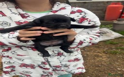 Patterjack dogs for sale: Patterjack puppies for sale - Image 7