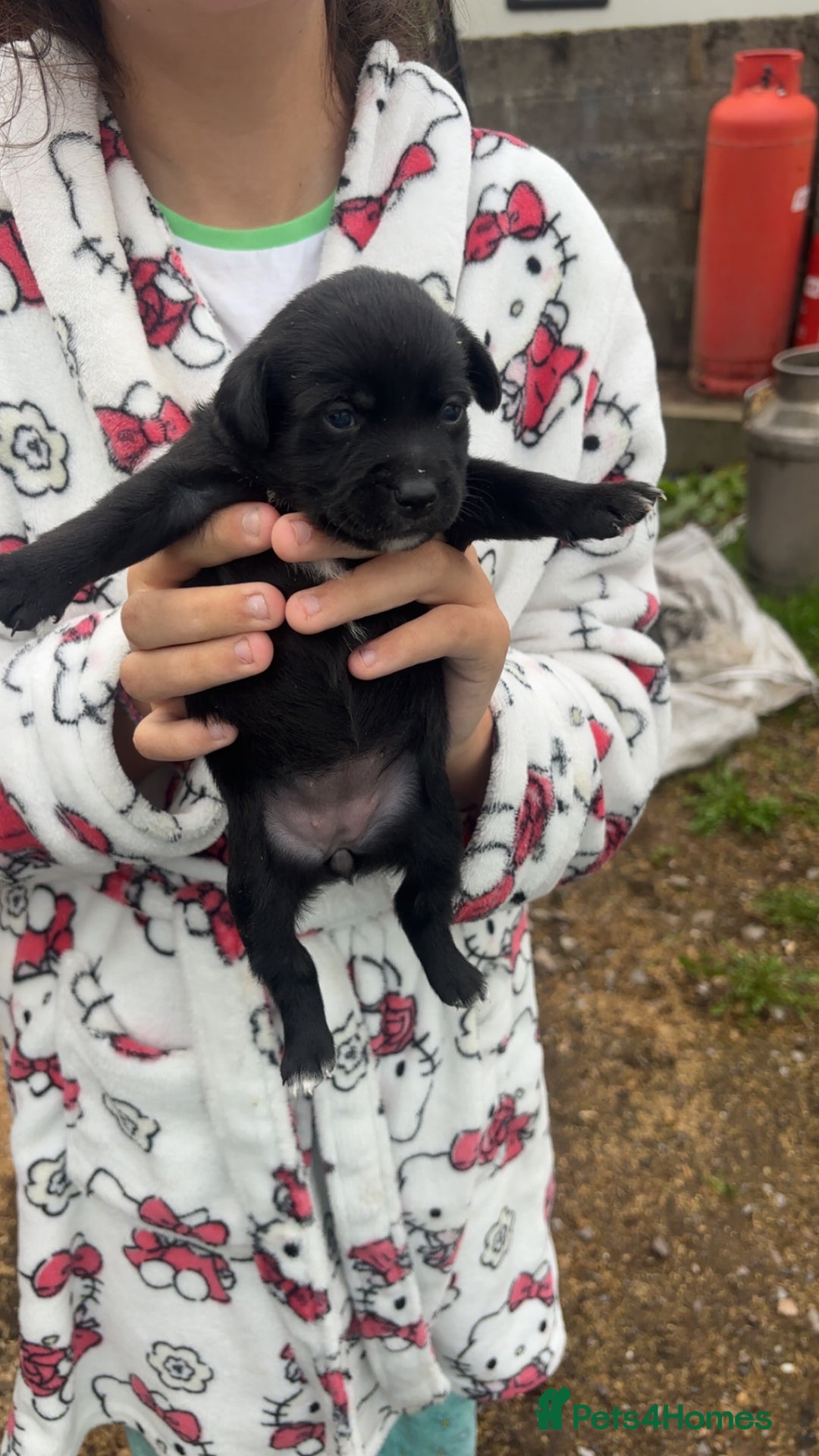 Patterjack dogs for sale: Patterjack puppies for sale - Image 7