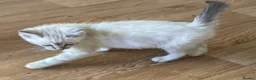 Ragdoll cats for sale: Beautiful Ragdoll x Siamese kittens - Advert 8