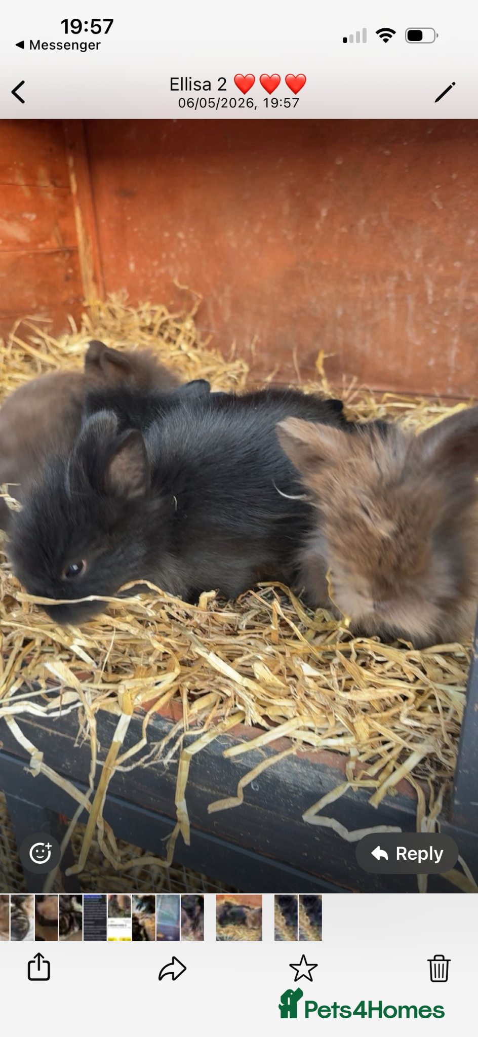 Mini Lion Lop rabbits Baby rabbits lion lop and lion heads  - Advert 2