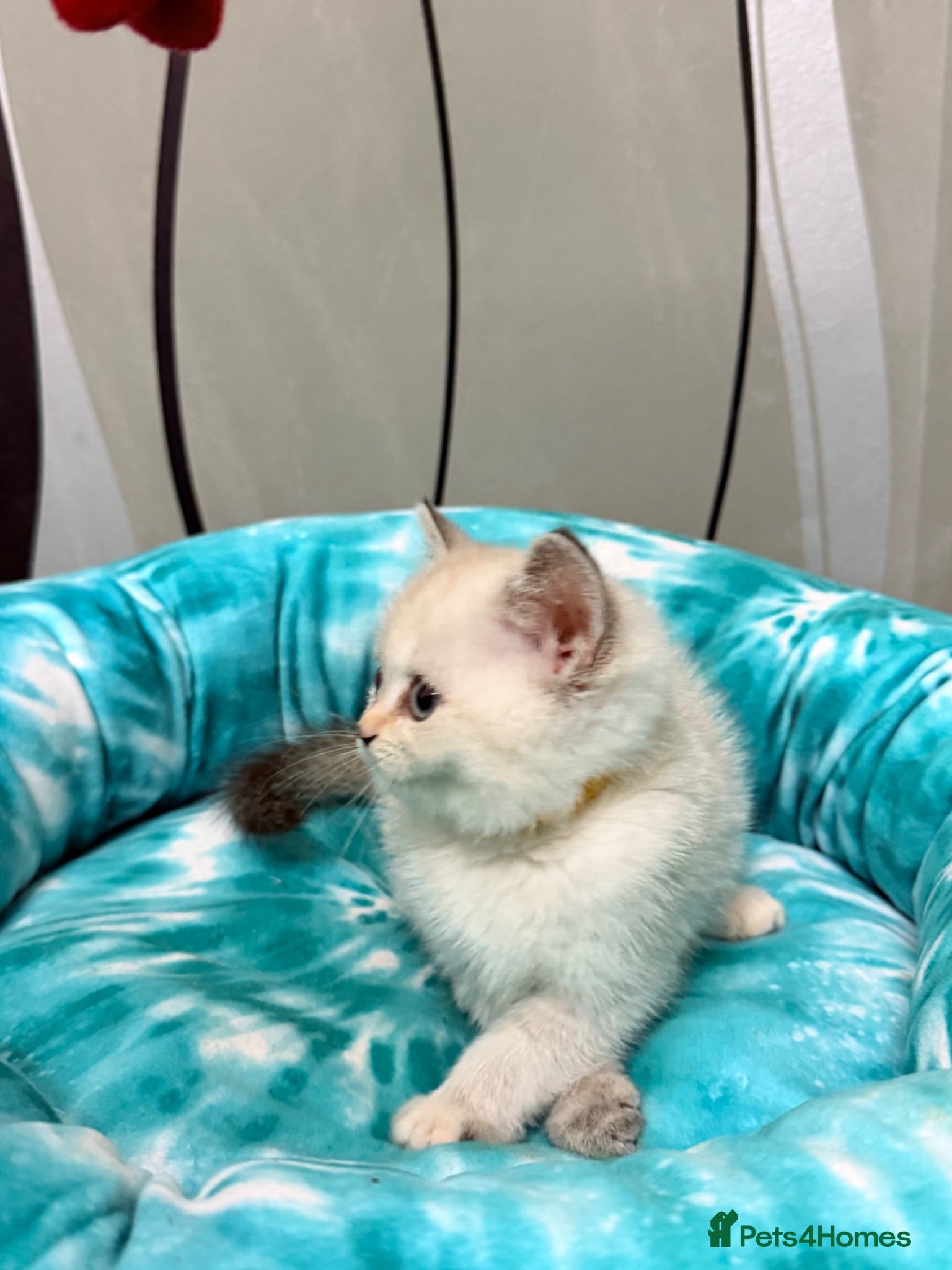 British Shorthair cats Last 1 GIRL Silver BSH kittens - Advert 1