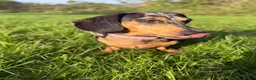 Dachshund dogs for sale: Beautiful Dachshund Puppies 🐶❤️ - Advert 3