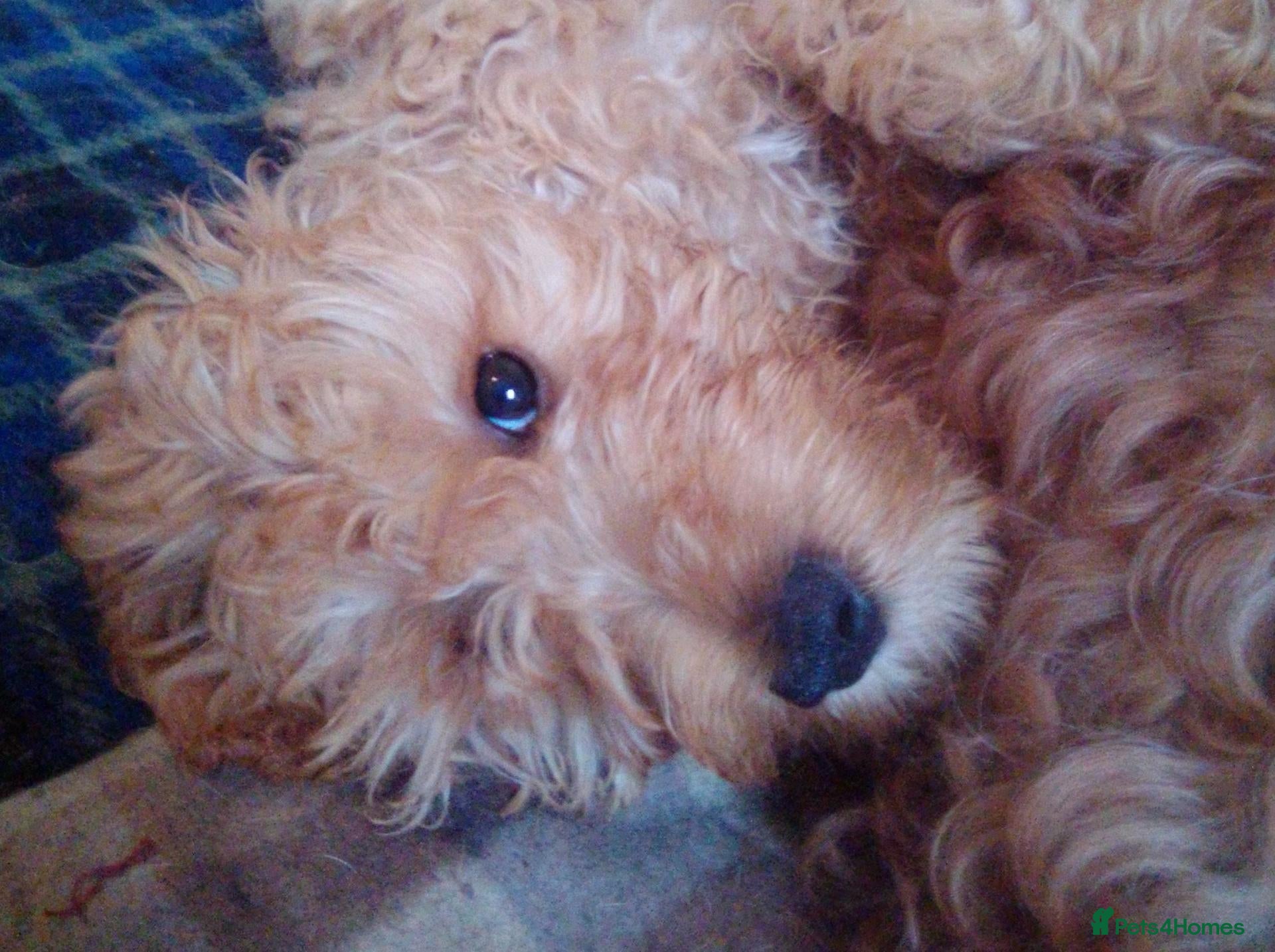 Cockapoo dogs Last Little Lad - Advert 2