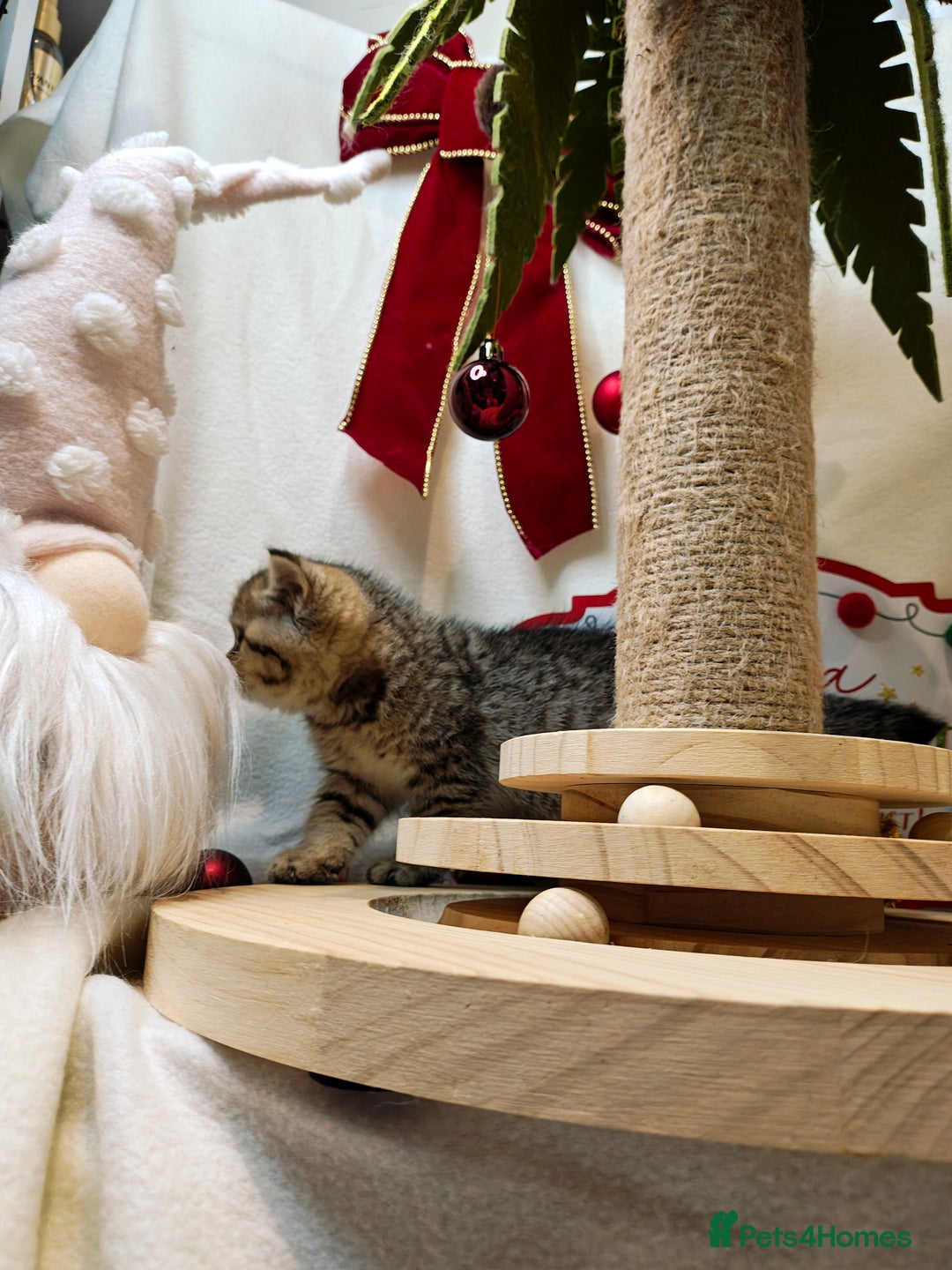 British Shorthair cats for sale: Blue golden girl Tica registered  - Advert 15