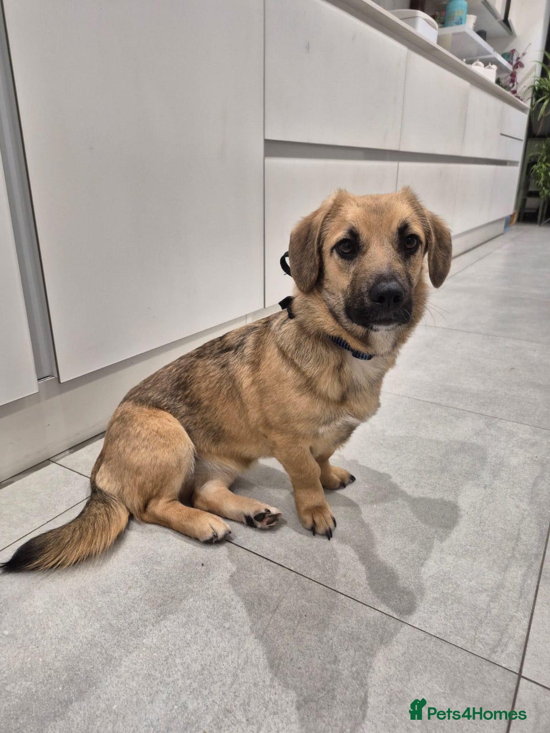 Mixed Breed dogs for adoption: ROLO  - Advert 1