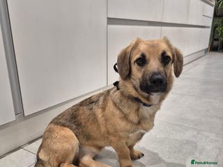 Mixed Breed dogs ROLO - Advert 1