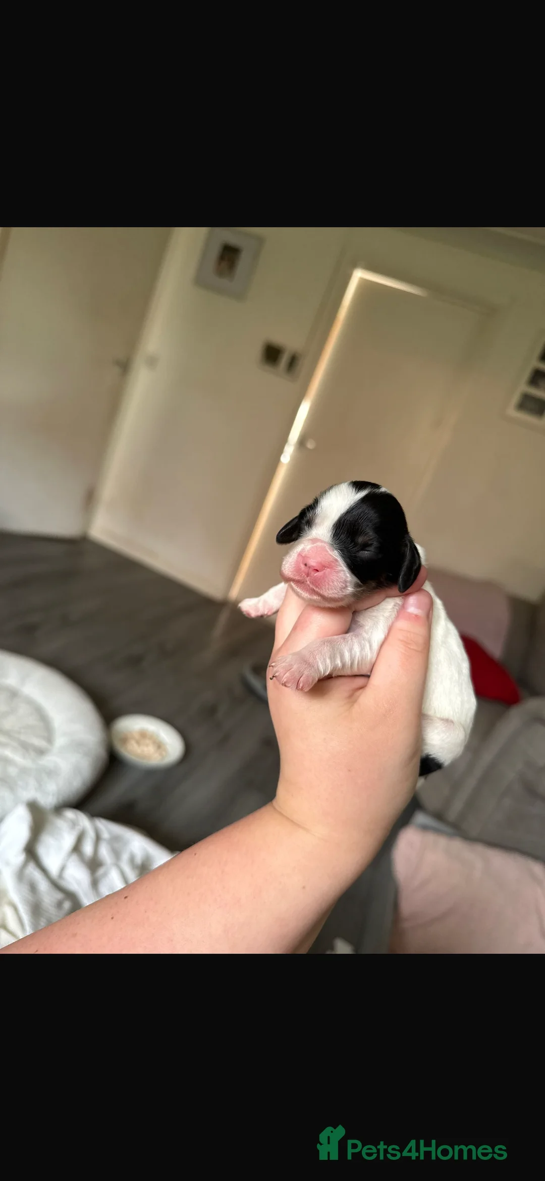 Mixed Breed dogs for sale: Beautiful cocker spaniel & Cavapoo puppies  in Bingley - Advert 6