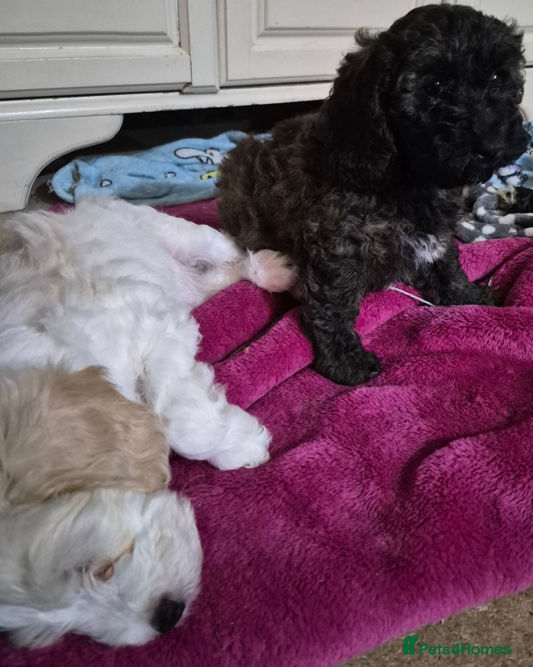 Cockapoo dogs for sale: F1b cockapoo - Image 2