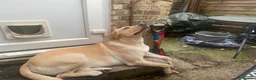 Labrador Retriever dogs for stud: 🐾💙 HANDSOME LABRADOR AVAILABLE FOR STUD💙🐾 - Advert 11