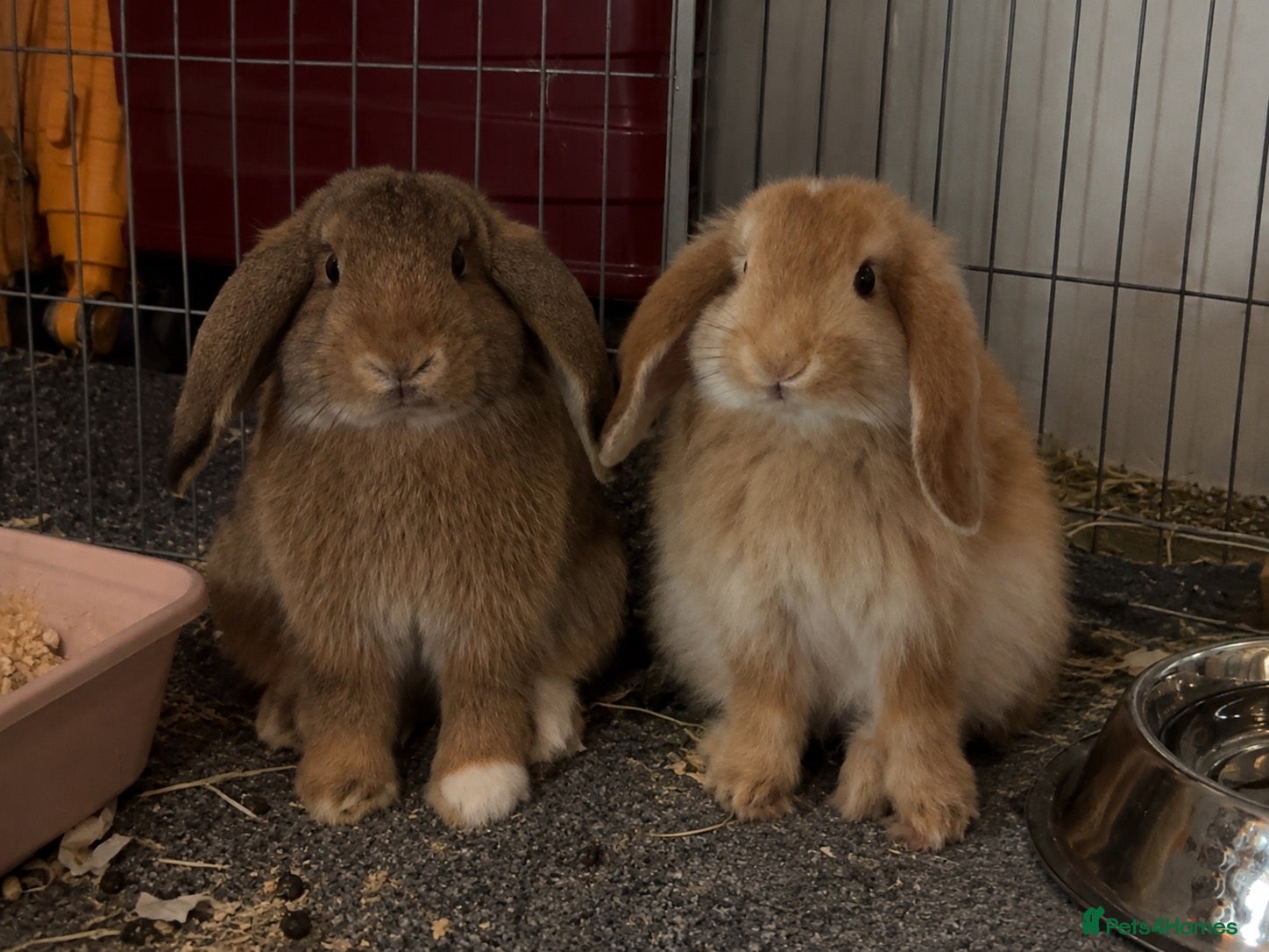 Mini Lop rabbits 2 beautiful Mini Lop Boys - Advert 21