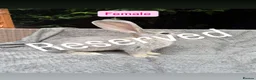 Continental Giant rabbits for sale: Continental Giant Baby Rabbits - Advert 8