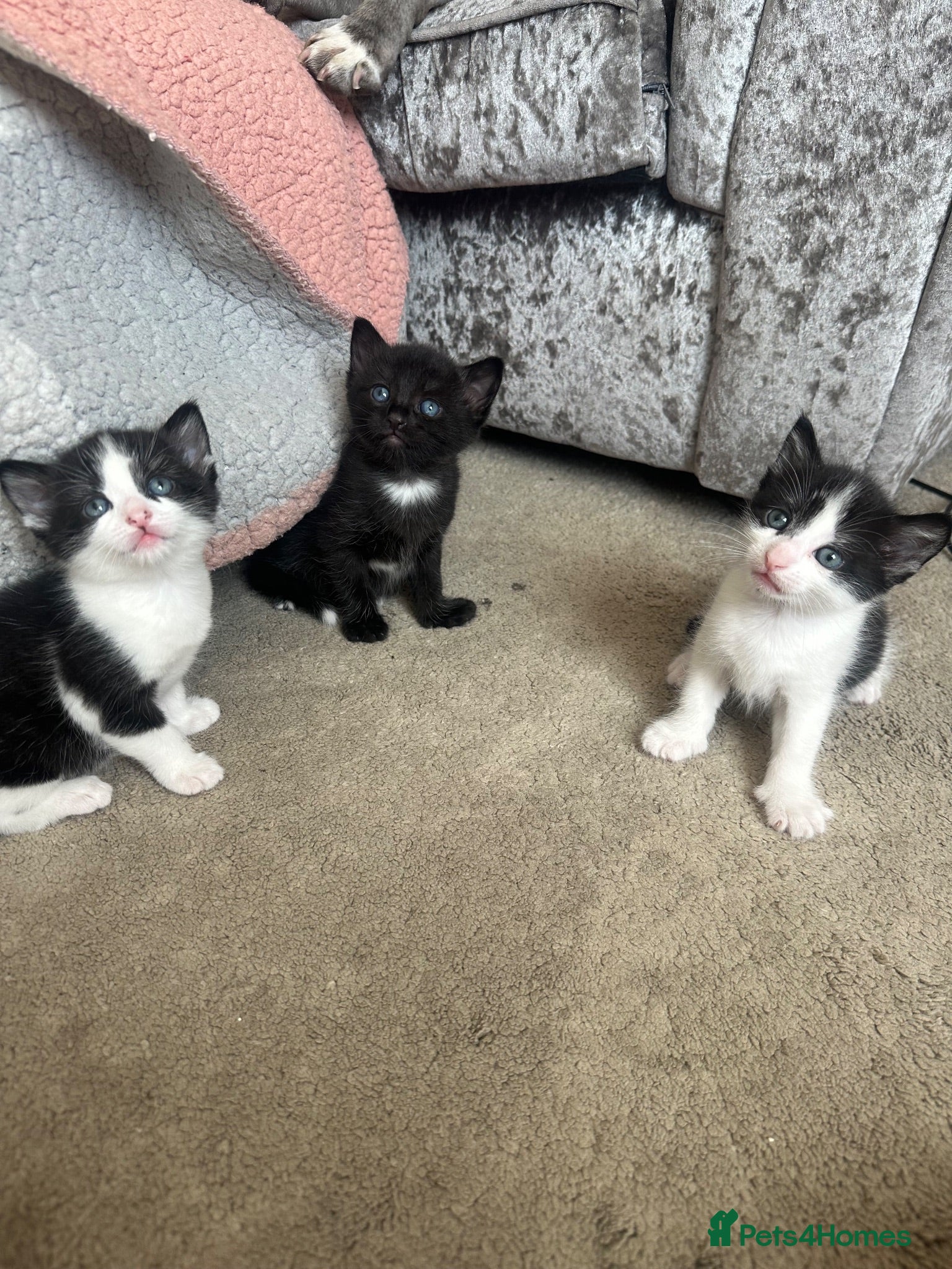 Mixed Breed cats Kittens for sale  - Advert 1