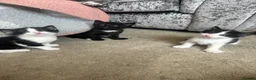 Mixed Breed cats for sale: Kittens for sale  - Advert 1